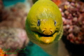   We usually see least one large green moray eel each dive. This guy was particularly interested checking my camera. dive camera  